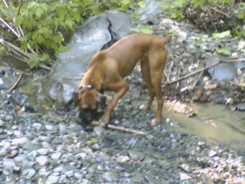 Chief and his stick
