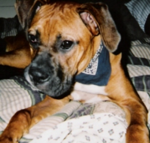 Chief in His Bandana