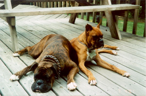 Chief & Tex