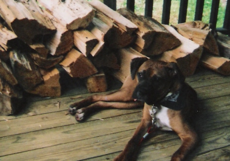 Chief watches the Wood pile