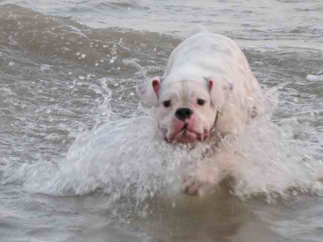 Chief_in_the_lake
