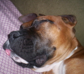 Chiefsleep