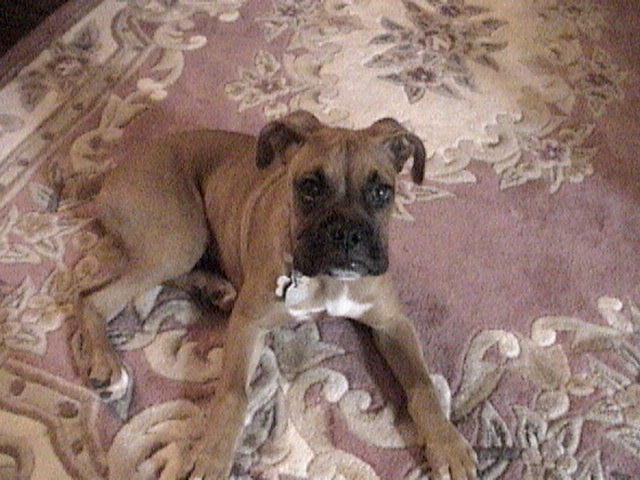 Chillin in dinning room