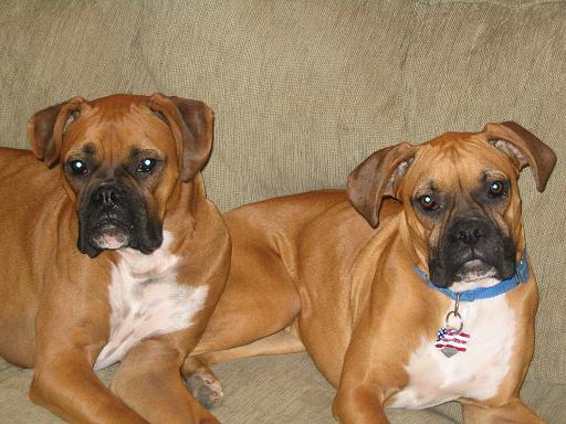 Chillin' on their couch...