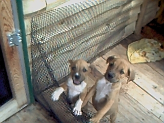 china'a pups