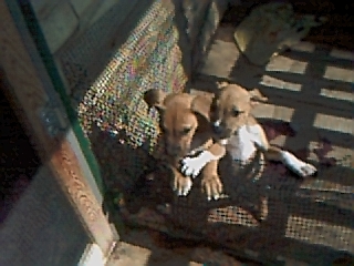 china's pups