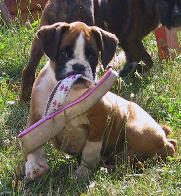 Chipper - 10 wks