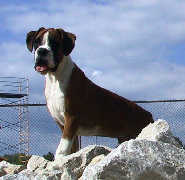 Chipper - almost 5 months