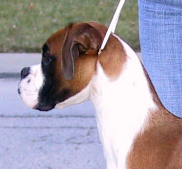 Chipper at 8.5 months
