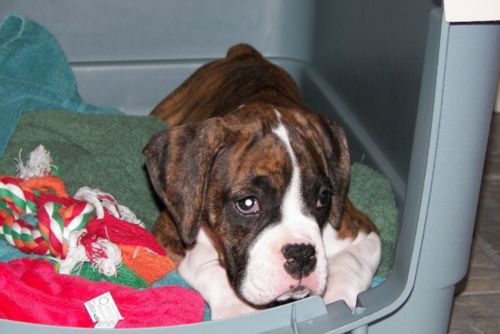 Chloe - 11 weeks