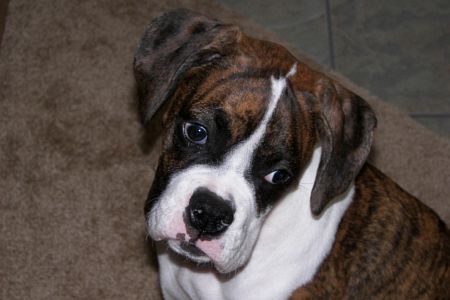 Chloe 19 Weeks