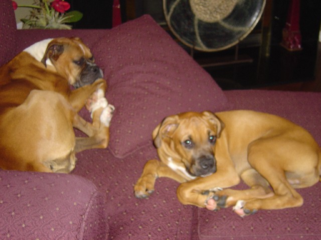 Chloe and Xander relaxing.