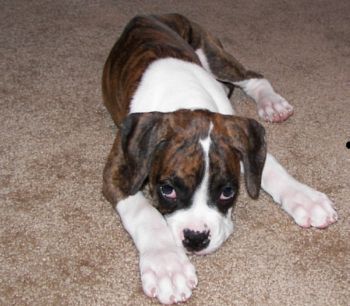 Chloe at 15 weeks