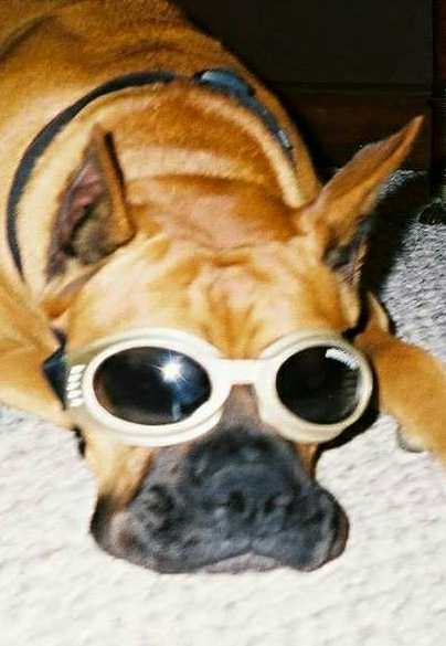 Chloe in Oscar's birthday Doggles