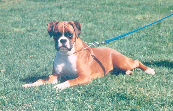 Chloe lying down