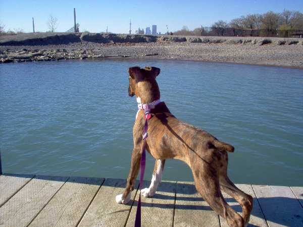 Chloe on guard