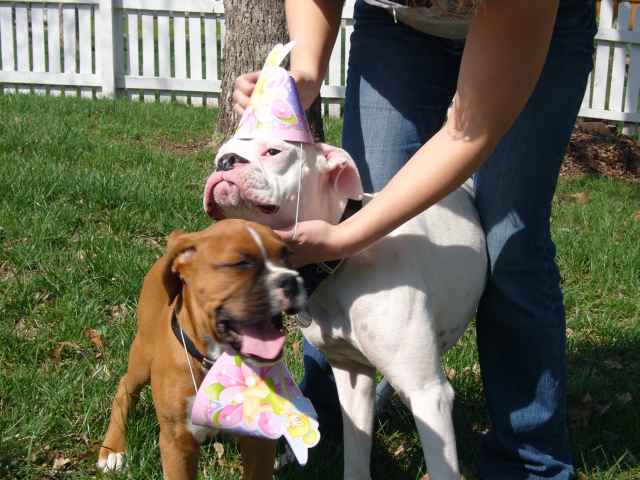 Chloe's 1st birthday