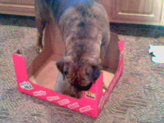 Choice of toy