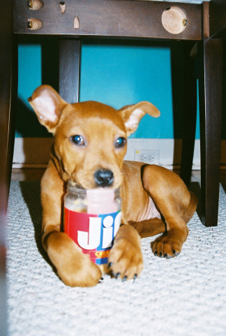 Choosey Mom's Choose JIF!
