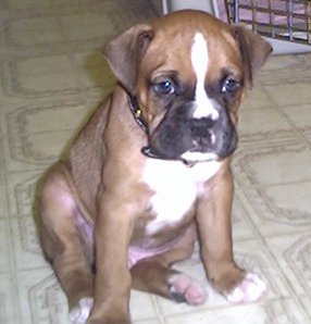 Chopper @ 6 Weeks