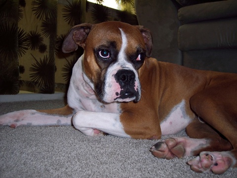 chopper all cute