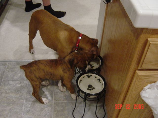 chopper and harlie