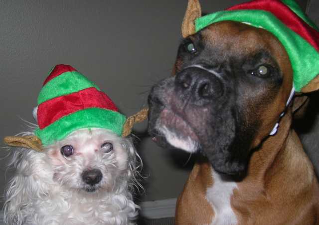 Chopper and Trixie Christmas Elves