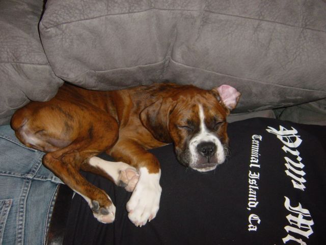 Chopper & Daddy