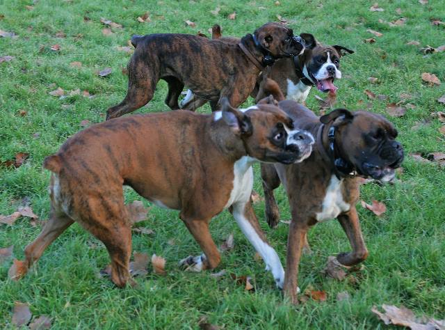 Chopper, Max, Mini and Henri
