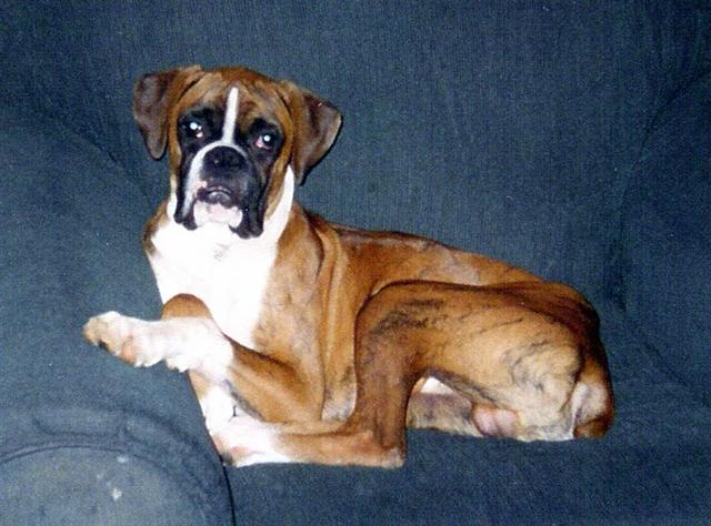 Chops November 2005