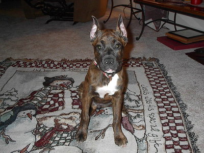 Christmas 06