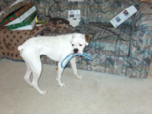 Christmas 2003