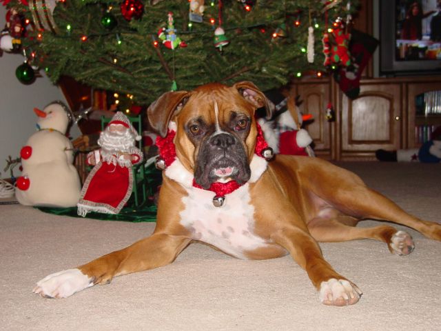 Christmas 2004