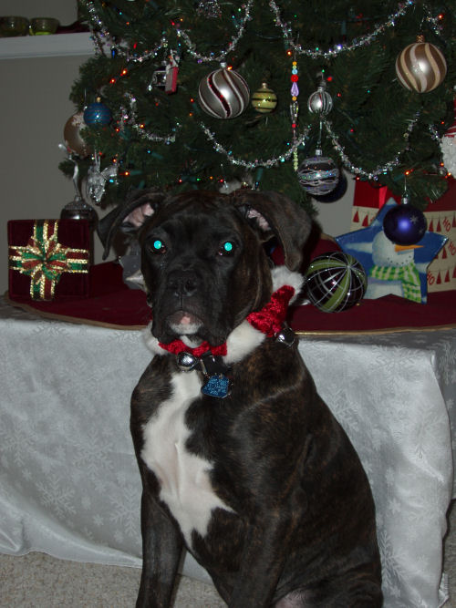 Christmas 2005