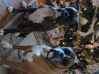 Christmas 2006 1