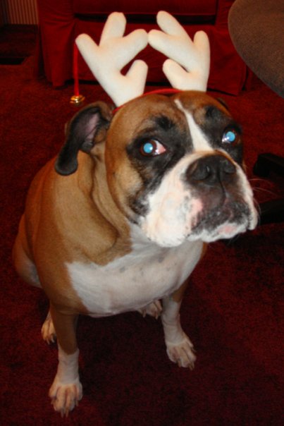 Christmas Bella!