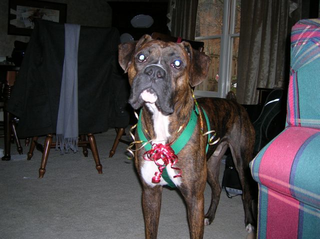 Christmas bows