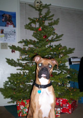 Christmas Boxer