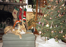 Christmas Brindle