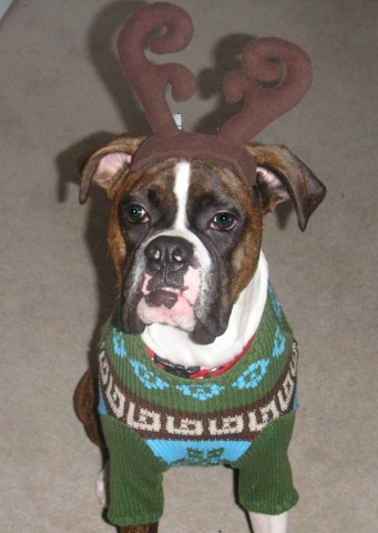 Christmas Card Picture