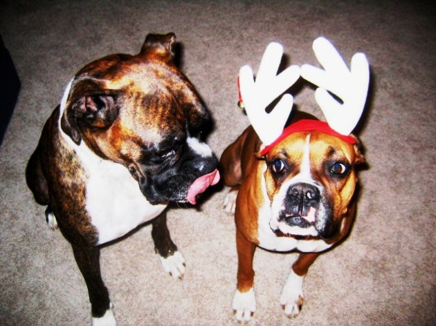 Christmas Card