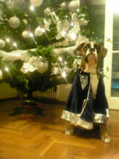 christmas dog!