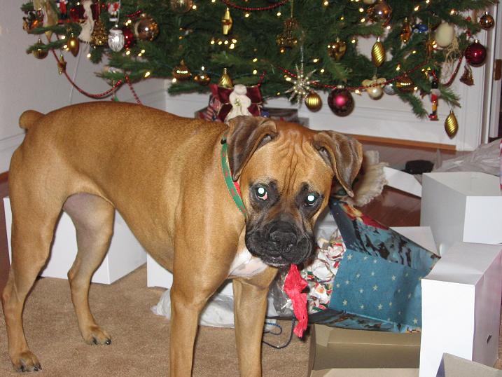 Christmas Helper?