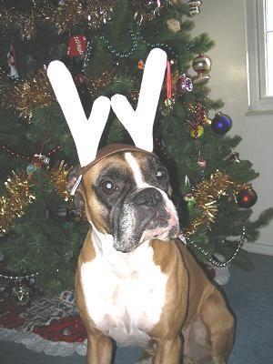 Christmas Mazzy!