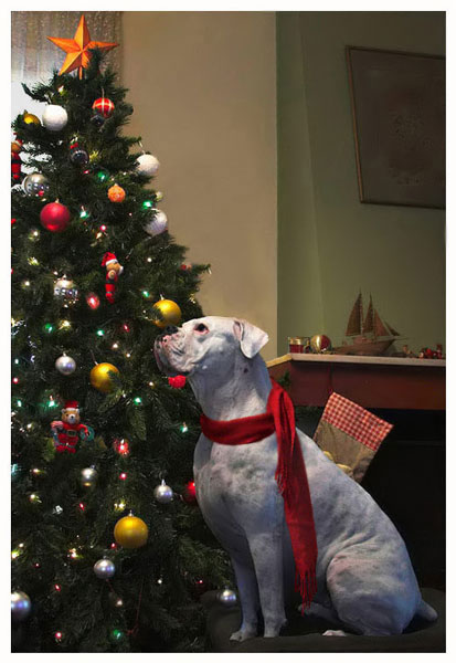 Christmas photo
