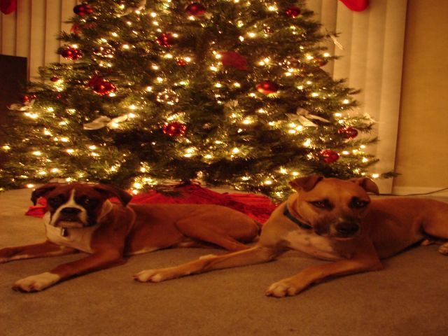 Christmas Photo