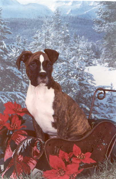 Christmas Picture