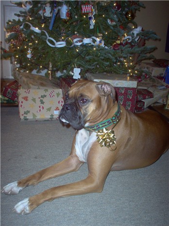Christmas Picture