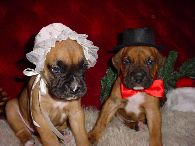 Christmas pups