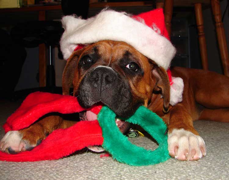 Christmas Spirit